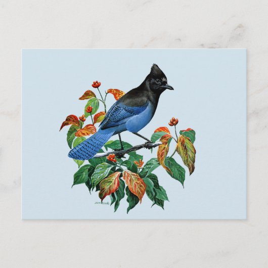 Niedliche Vintage Stellars Jay-Vogelpostkarte Postkarte (Vorderseite)