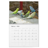 Niedliche Vögel - Schnappschüsse der kleinen Vögel Kalender (Feb 2026)