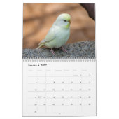 Niedliche Vögel - Schnappschüsse der kleinen Vögel Kalender (Jan 2027)