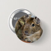 Niedliche wachsame Degu Fotografie Button (Vorne & Hinten)