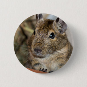 Niedliche wachsame Degu Fotografie Button
