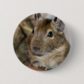 Niedliche wachsame Degu Fotografie Button