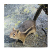 Niedliche Waldchipmunk-Nagetier-Tier-Fotografie Fliese (Vorderseite)