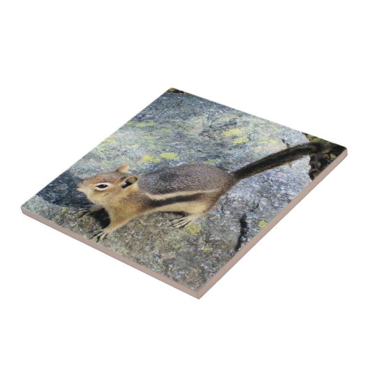 Niedliche Waldchipmunk-Nagetier-Tier-Fotografie Fliese (Seite)