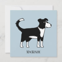 Niedliche walisische Border Collie Sheepdog benutz