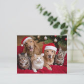 Niedliche Weihnachtskatzen und -hunde Feiertagspostkarte (Stehend Vorderseite)
