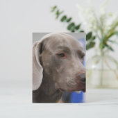 Niedliche Weimaraner Postkarte (Stehend Vorderseite)