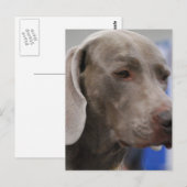 Niedliche Weimaraner Postkarte (Vorne/Hinten)