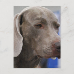 Niedliche Weimaraner Postkarte