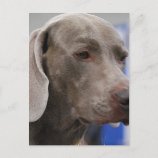 Niedliche Weimaraner Postkarte (Vorderseite)
