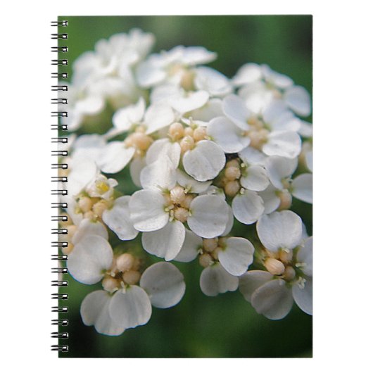 Niedliche weiß Blüten Notizblock (Vorderseite)