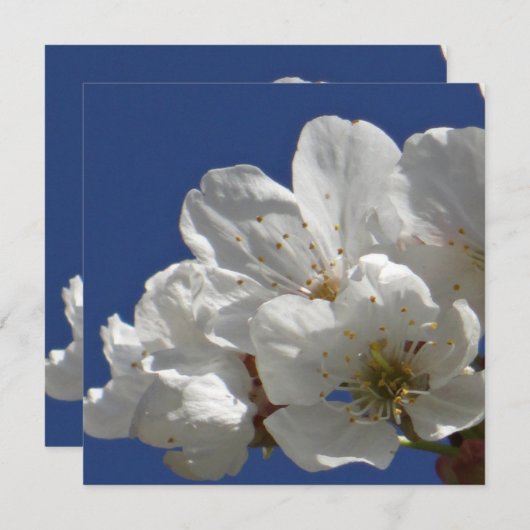 Niedliche weiße Blume (Vorne/Hinten)