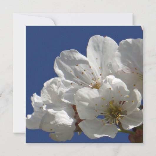 Niedliche weiße Blume (Vorderseite)