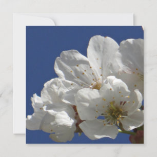 Niedliche weiße Blume