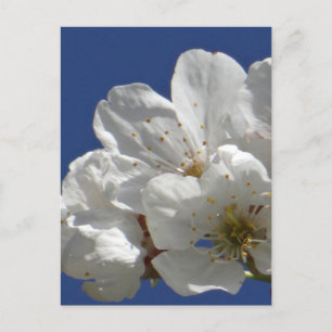 Niedliche weiße Blume Postkarte