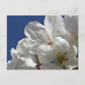 Niedliche weiße Blume Postkarte (Rückseite)