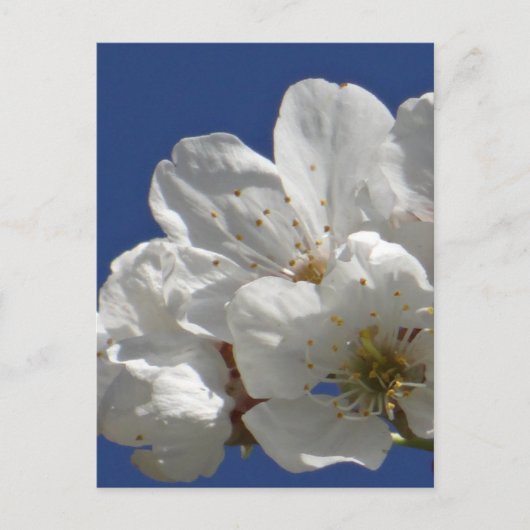 Niedliche weiße Blume Postkarte (Vorderseite)