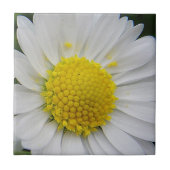 Niedliche, weiße Farbe Fliese (Vorderseite)