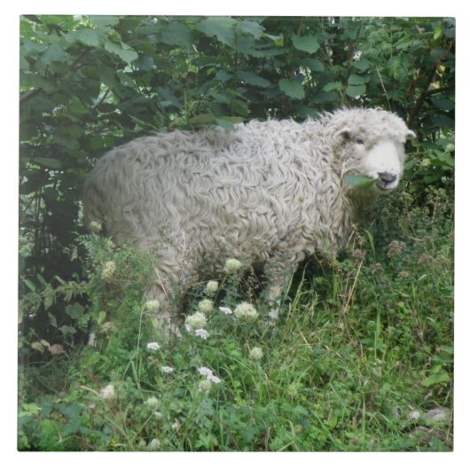 Niedliche, weiße Fliege Fliese (Vorderseite)