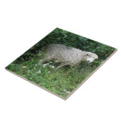 Niedliche, weiße Fliege Fliese (Seite)