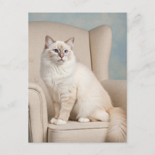Niedliche weiße Katze Blaue Augen Postkarte