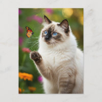 Niedliche Weiße Katze Schmetterling Blaue Augen Po