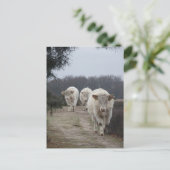 Niedliche Weiße Kühe DICHTE Postkarte (Stehend Vorderseite)