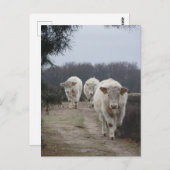 Niedliche Weiße Kühe DICHTE Postkarte (Vorne/Hinten)