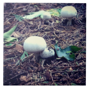 Niedliche weiße Pilze Fliese