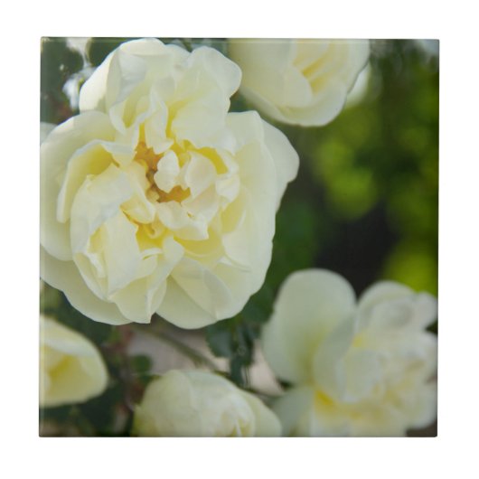 Niedliche Weißrosen für positive Fliese (Vorderseite)