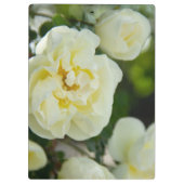 Niedliche Weißrosen für positive Klemmbrett (Rückseite)