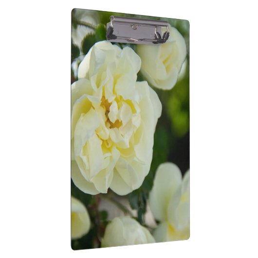 Niedliche Weißrosen für positive Klemmbrett (Rechts)