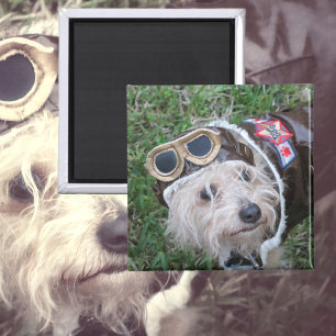 Niedliche Welpe in Aviator, fotografisch einheitli Magnet