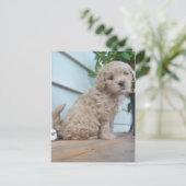 Niedliche Welpe Postkarte (Stehend Vorderseite)