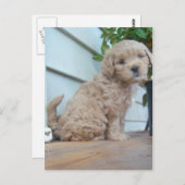 Niedliche Welpe Postkarte (Vorne/Hinten)