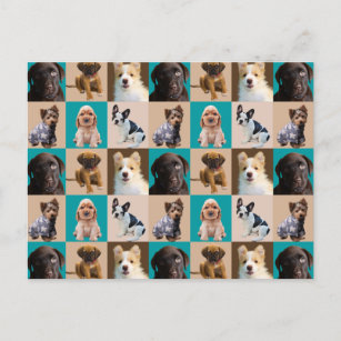 Niedliche Welpen Hunde Tiere Collage Postkarte