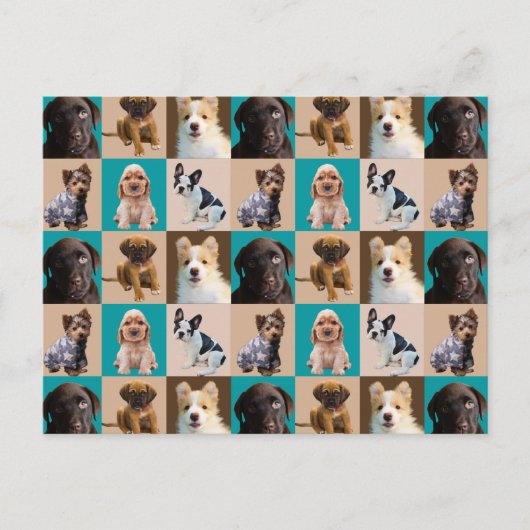 Niedliche Welpen Hunde Tiere Collage Postkarte (Vorderseite)