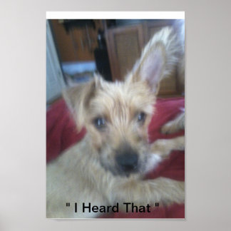 niedliche Welpen Poster