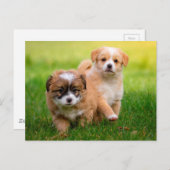 Niedliche Welpen Postkarte (Vorne/Hinten)