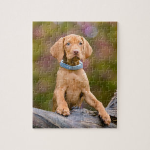 Niedliche Welpen ungarisch Vizsla Dog Welpe Foto - Puzzle