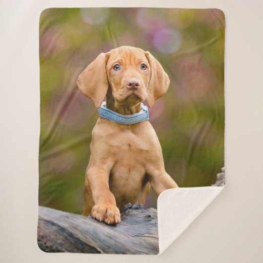 Niedliche Welpen ungarisch Vizsla Dog Welpe Foto , Sherpadecke (Vorderseite)