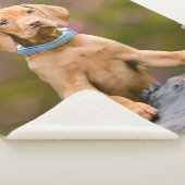 Niedliche Welpen ungarisch Vizsla Dog Welpe Foto , Sherpadecke (3/4)