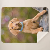 Niedliche Welpen ungarisch Vizsla Dog Welpe Foto , Sherpadecke (Vorderseite (Horizontal))