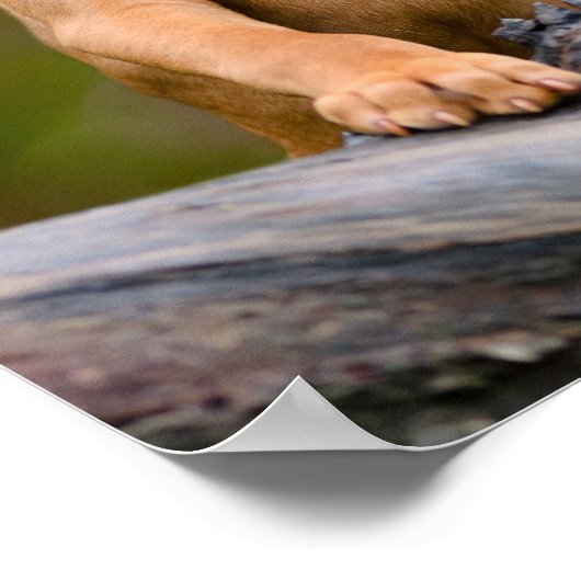 Niedliche Welpen ungarische Vizsla Hund Welpe Foto Poster (Ecke)