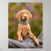 Niedliche Welpen ungarische Vizsla Hund Welpe Foto Poster (Vorne)