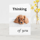 Niedliche Welpenkarte, Denken Sie an Sie, Cavalier Karte (Gelbe Blume)