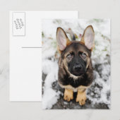 Niedliche Welpensuche Postkarte (Vorne/Hinten)