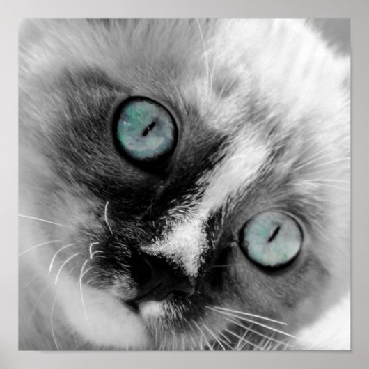 Niedliche White Kitten mit blauen Augen Poster (Vorne)