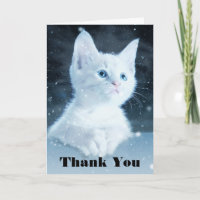 Niedliche White Kitten mit Hübschen Blue Eyes Viel