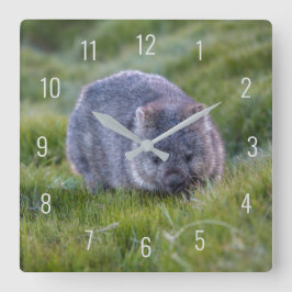 Niedliche Wombat Wildtiere Australien Quadratische Wanduhr